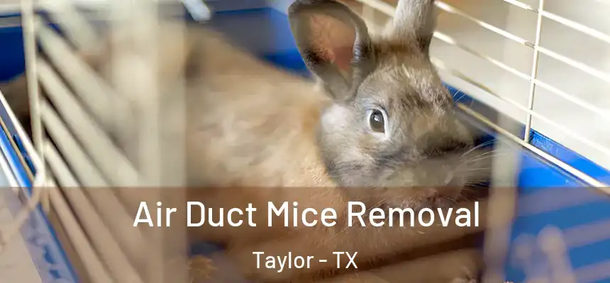  Air Duct Mice Removal Taylor - TX