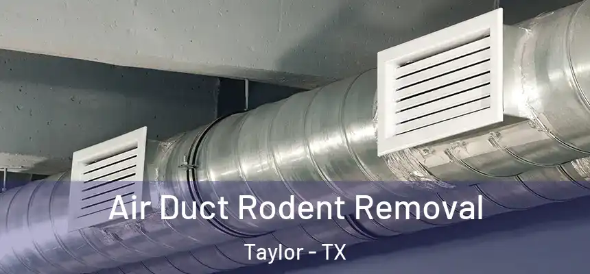  Air Duct Rodent Removal Taylor - TX